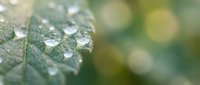 Fresh morning dew drops on green leaf surface with soft bokeh background creating natural macro photography composition for wellness and nature themes.