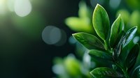 Fresh green leaves with water drops against blurred natural bokeh background, closeup nature photography showing morning dew and vibrant foliage.