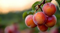 Fresh ripe peaches growing on tree branch with green leaves against blurred natural background at sunset, closeup view of juicy summer fruit in orchard.