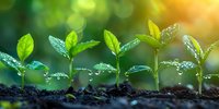 Young green seedlings growing in soil with water drops and morning sunlight, perfect for environmental sustainability, growth concept and eco-friendly business presentations.