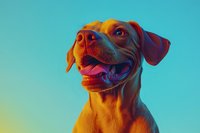 Happy smiling dog portrait in vibrant neon lighting against turquoise background, colorful artistic pet photography with orange and blue gradient lighting effect.