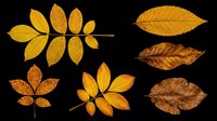 Autumn leaves isolated on transparent background, ready for clipart, t-shirt design, stickers, print-on-demand products, sublimation and digital crafts.
