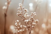 Delicate white wildflowers against soft sepia background with dreamy bokeh effect, creating romantic and ethereal natural composition for wall art and greeting cards.