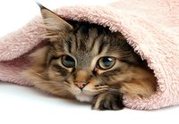 Adorable tabby cat with blue eyes peeking out from under soft pink blanket, creating cozy and warm atmosphere for pet care and comfort themes.