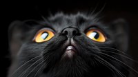 Close up portrait of black cat face with bright yellow eyes and pink nose against dark background, dramatic lighting highlights feline features and whiskers.