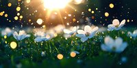 White spring flowers in green grass at sunset with magical bokeh lights and glowing particles creating dreamy nature atmosphere. Perfect for seasonal designs.