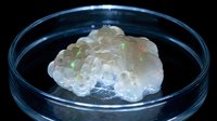 Transparent brain organoid model in petri dish for neuroscience research and medical education showing neural tissue development and cellular structure.