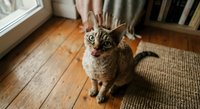 Adorable tabby cat sitting on wooden floor in cozy home interior with natural lighting from window, perfect for pet care and domestic life content.