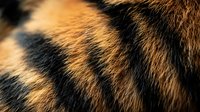 Close-up of soft animal fur with rich brown, orange and black striped pattern showing natural texture and warm lighting for wildlife photography projects.