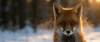 Red fox portrait in winter snow with golden sunlight creating warm glow through fur. Wildlife photography showcasing natural beauty and serene forest atmosphere.