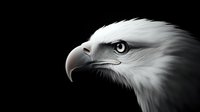Dramatic profile portrait of bald eagle head against black background, showing sharp beak and piercing eye in detailed monochromatic composition.