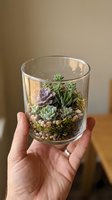 Hand holding glass cylinder terrarium with layered succulent plants, moss, and pebbles. Miniature garden arrangement for home decor and indoor plant enthusiasts.