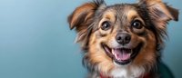 Happy mixed breed dog with tongue out smiling at camera against soft blue background for pet care advertising and animal welfare campaigns.
