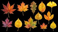 Colorful autumn leaves collection isolated on transparent background, ready for T-shirts, stickers, clipart, sublimation, and print on demand design projects.