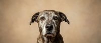 Senior brindle mixed breed dog portrait with expressive eyes and graying muzzle on warm beige background for pet adoption campaigns.
