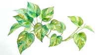 Watercolor illustration of variegated green and yellow foliage leaves on white background, isolated botanical artwork suitable for design projects, home decor, and educational materials.
