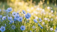 Delicate blue flax flowers blooming in sunny meadow with soft bokeh background. Natural wildflower field scene for spring and summer botanical designs.