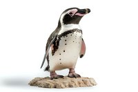 Galapagos penguin standing on rock against white background, isolated wildlife figure for nature and conservation projects, educational materials and design use.