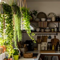 Cozy kitchen interior with hanging plants and wooden shelves displaying dishes and cookware creating warm homey atmosphere for cooking enthusiasts.