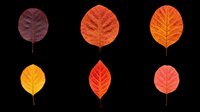 Autumn leaves collection in various colors and sizes isolated on transparent background, ready for t-shirt design, clipart, stickers, print-on-demand products and sublimation projects.