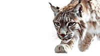 Majestic lynx close-up portrait on white background showing detailed facial features and forward stalking motion, isolated design element for creative projects.