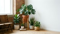 Modern indoor plant collection with monstera and snake plants in stylish pots arranged in bright living room corner with exposed brick wall and wooden furniture.