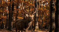 Majestic red deer stag with impressive antlers standing in golden autumn forest with vibrant fall foliage creating warm seasonal wildlife scene.