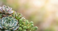 Colorful succulent plants arrangement with soft bokeh background creating peaceful natural garden atmosphere for wellness and botanical design projects.