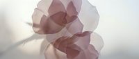 Abstract geometric paper sculpture with soft pink and mauve tones creating dimensional shadows and light play for modern design projects.