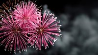 Vibrant pink mimosa pudica flowers with delicate spiky filaments against dark blurred background, creating dramatic contrast for nature photography.