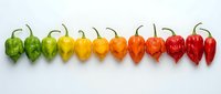 Ripe hot peppers in color gradient from green to red arranged in row on white background, showing ripeness stages for cooking and culinary use.