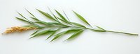 Fresh green bamboo leaf branch with golden wheat spike on white background, isolated botanical element for natural design and decoration purposes.