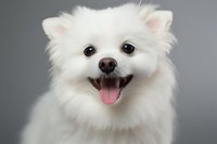 Happy white Pomeranian dog with fluffy fur smiling at camera against gray background, showing pink tongue and bright eyes. Perfect for pet care advertising.