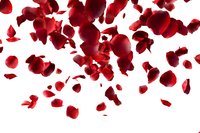 Falling red rose petals scattered on white background for romantic wedding valentine decoration design projects.