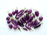 Fresh purple chili peppers variety isolated on white background for culinary cooking spice ingredient design projects and healthy organic food concepts.