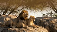 Male and female lions resting together on rocky outcrop under acacia tree in warm golden sunlight during African safari wildlife photography session.