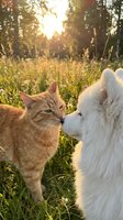 Ginger tabby cat and white dog meeting face-to-face in sunny meadow surrounded by tall grass and forest trees during golden hour, capturing friendship and outdoor pet interaction.
