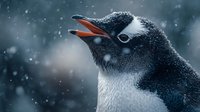 Gentoo penguin chick with open beak in falling snow, Antarctic wildlife portrait showing black and white plumage and orange bill during winter snowfall.