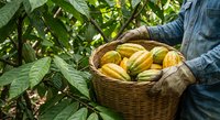Farmer harvesting fresh cacao pods in wicker basket among green coffee plants. Agricultural worker collecting yellow cocoa fruits for chocolate production.