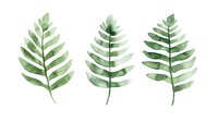Watercolor green fern leaves set on white background, botanical nature illustration for wedding stationery, packaging design and home decor.