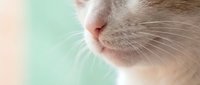 Close-up of cat nose and whiskers with soft pastel background for pet care, veterinary, and animal health concepts in advertising and design projects.