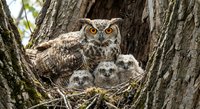 Great horned owl family with mother and three fluffy owlets in nest among tree branches. Wildlife parenting scene for nature education and bird watching content.