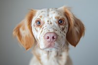 Close up portrait of orange and white spotted English Setter puppy with bright blue eyes looking directly at camera against neutral background. Perfect for pet services.
