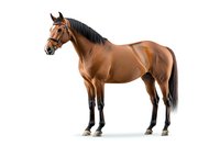 Majestic bay horse with black mane and tail standing in profile view on white background, showing muscular build and elegant posture. Isolated equine figure for design use.