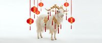 White goat with golden horns decorated with red lanterns on clean background for lunar new year celebration and zodiac animal festival design.