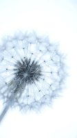 Delicate dandelion seedhead with soft focus effect on white background, isolated for design use on textiles, wallpapers, and digital projects.