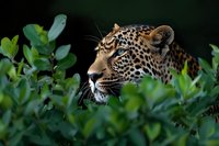 Majestic leopard head emerging from green foliage, showing detailed spotted coat pattern and intense side profile against dark background, perfect for wildlife and nature publications.