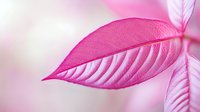 Pink translucent leaf with delicate veins and soft texture captured in macro photography against blurred pastel background creates dreamy natural abstract composition.