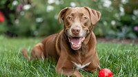 Happy chocolate Labrador retriever dog lying on green grass with red apple toy in garden setting, looking at camera with friendly expression.