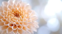 Delicate peach dahlia flower in soft focus with layered petals creating symmetrical pattern against blurred light background, macro photography.